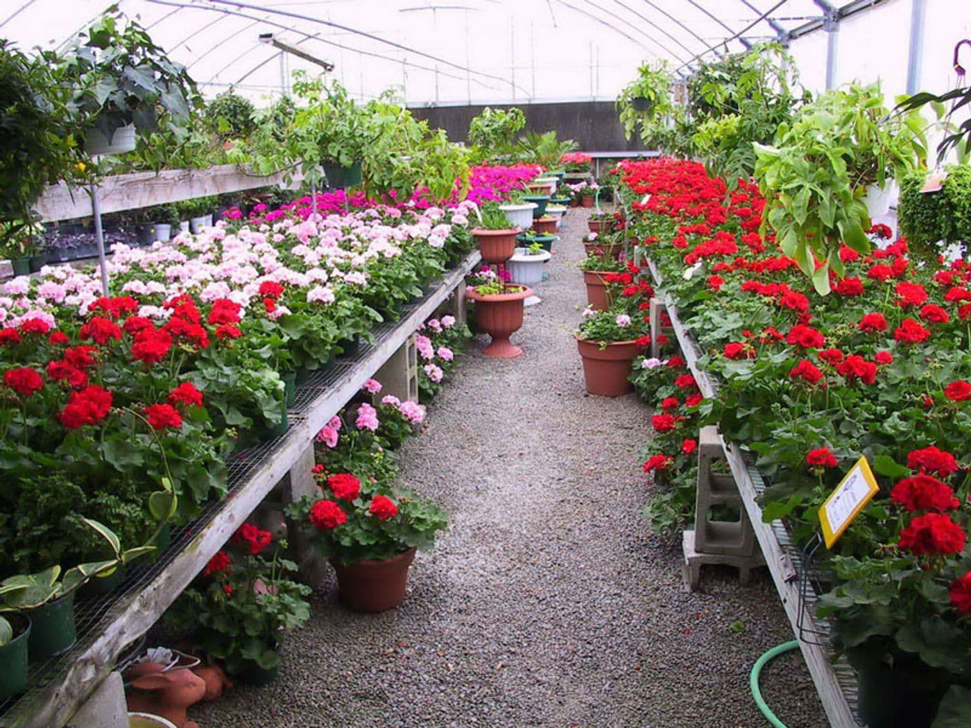 geramiums.jpg