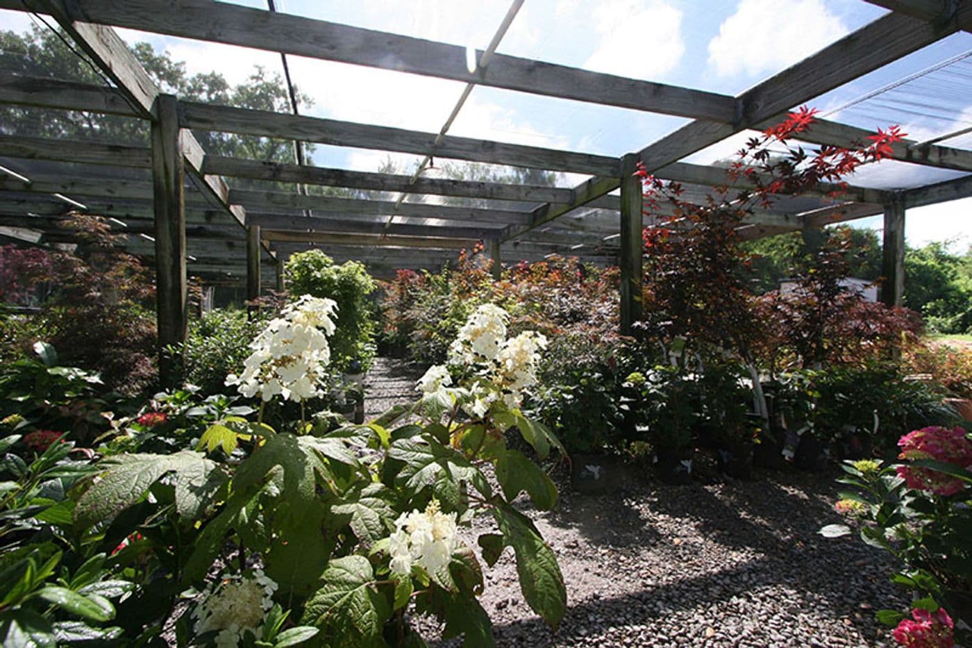 inside the shade house.jpg