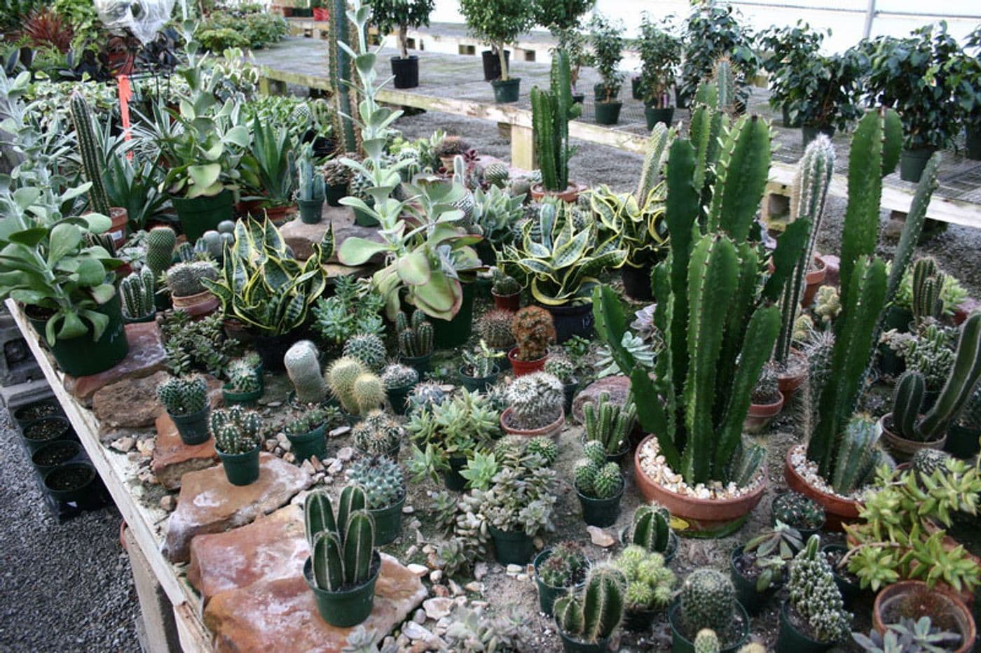 many cactus to choose.jpg