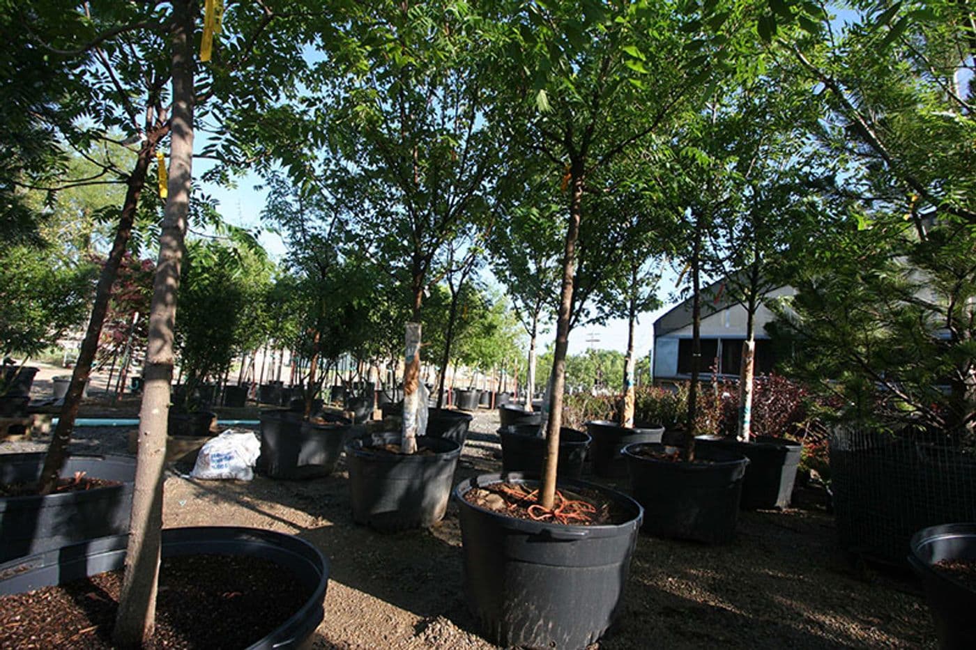 trees_2717.jpg