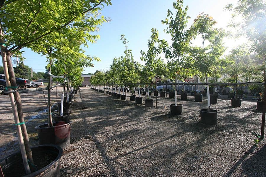 trees_2720.jpg